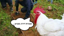 תרנגולות חופש - אגודת צער בעלי חיים בישראל