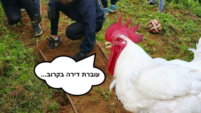 תרנגולות חופש - אגודת צער בעלי חיים בישראל