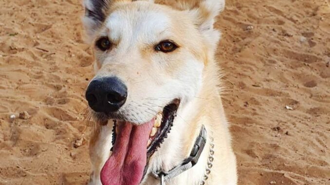 פאצ'ו – כלב לאימוץ - אגודת צער בעלי חיים בישראל