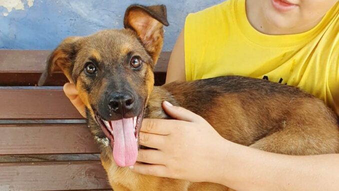 קארין - כלבה לאימוץ - אגודת צער בעלי חיים בישראל