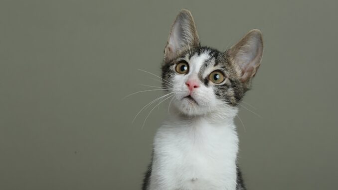 רודיק - חתול לאימוץ - אגודת צער בעלי חיים בישראל