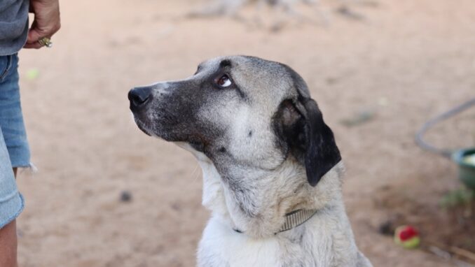 אוסקר - כלב לאימוץ - אגודת צער בעלי חיים בישראל - צילום מטיאס פליו