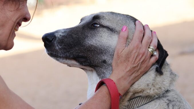 אוסקר - כלב לאימוץ - אגודת צער בעלי חיים בישראל - צילום מטיאס פליו