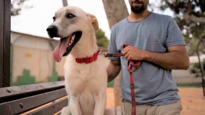 באפי - כלבה לאימוץ - אגודת צער בעלי חיים בישראל - צילום: רעי סולש