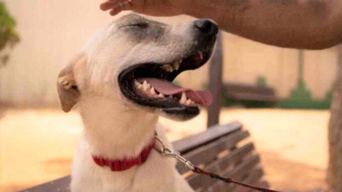 באפי - כלבה לאימוץ - אגודת צער בעלי חיים בישראל - צילום: רעי סולש