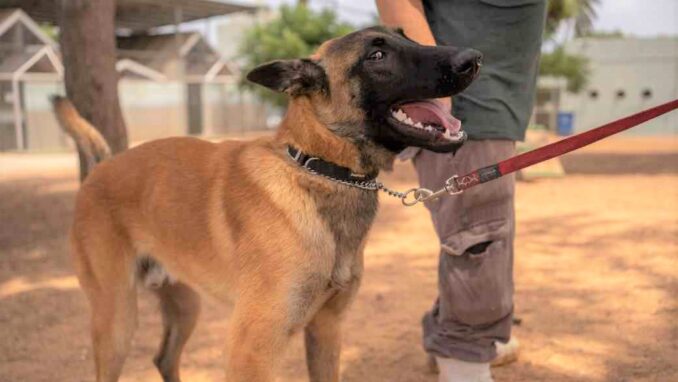 ברוס לי - כלב לאימוץ - אגודת צער בעלי חיים בישראל - צילום: רעי סולש