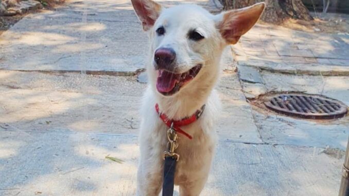 לולי – כלבה לאימוץ - אגודת צער בעלי חיים בישראל - צילום: אפרת מס
