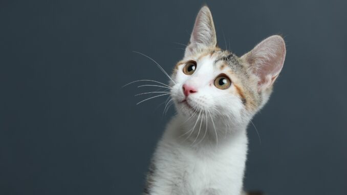 פטל - חתולה לאימוץ - אגודת צער בעלי חיים בישראל