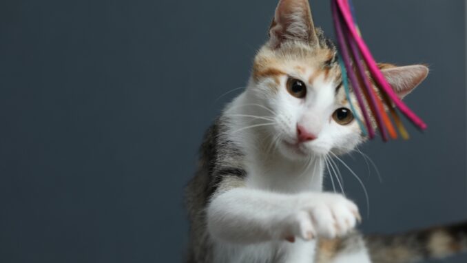 פטל - חתולה לאימוץ - אגודת צער בעלי חיים בישראל