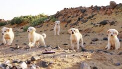 כלבים במזבלה בעיר ערד - אגודת צער בעלי חיים בישראל
