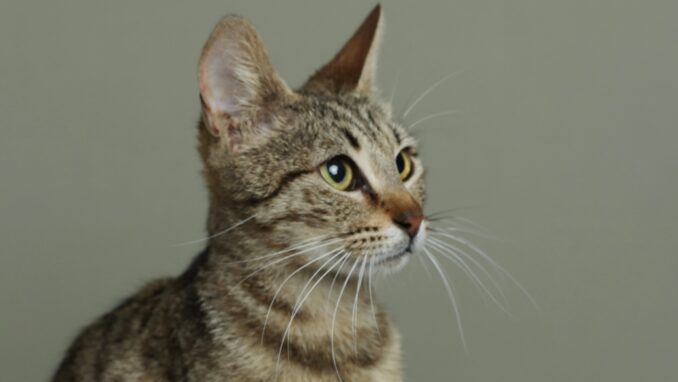 גריי - חתולה לאימוץ - אגודת צער בעלי חיים בישראל