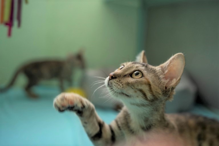 אולה - חתולה לאימוץ - אגודת צער בעלי חיים בישראל - צילום: רעי סולש