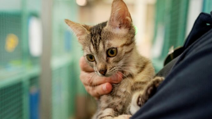 אולה - חתולה לאימוץ - אגודת צער בעלי חיים בישראל - צילום רעי סולש
