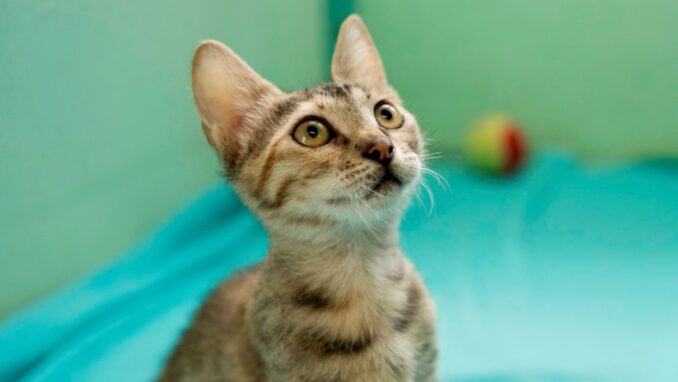 אולה - חתולה לאימוץ - אגודת צער בעלי חיים בישראל - צילום רעי סולש
