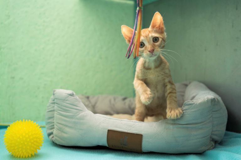 גזר - חתול לאימוץ - אגודת צער בעלי חיים בישראל - צילום: רעי סולש