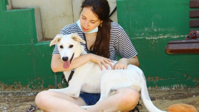 חץ - כלב לאימוץ - אגודת צער בעלי חיים בישראל - צילום אהוד מנקוטה