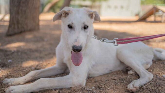 חץ - כלב לאימוץ - אגודת צער בעלי חיים בישראל - צילום: רעי סולש