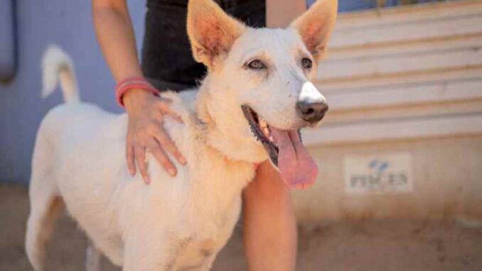 לילי - כלבה לאימוץ - אגודת צער בעלי חיים בישראל - צילום: רעי סולש