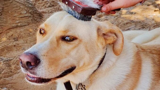 מיקי - כלב לאימוץ - אגודת צער בעלי חיים בישראל - צילום אפרת מס