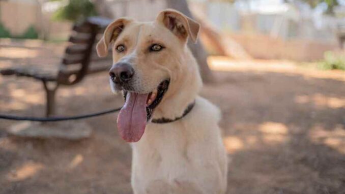 מיקי - כלב לאימוץ - אגודת צער בעלי חיים בישראל - צילום: רעי סולש