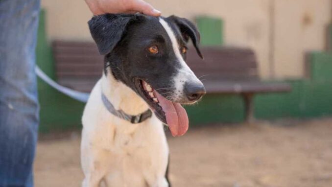 נגצ' - כלבה לאימוץ - אגודת צער בעלי חיים בישראל - צילום: רעי סולש