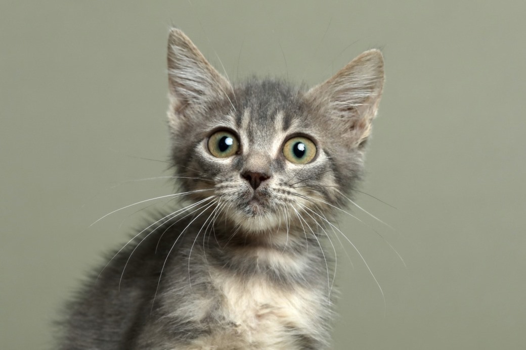 ניקה - חתולה לאימוץ - אגודת צער בעלי חיים בישראל