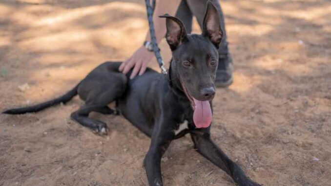רוס - כלב לאימוץ - אגודת צער בעלי חיים בישראל - צילום: רעי סולש