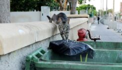 עיקור וסירוס חתולי רחוב - מרפאה וטרינרית -אגודת צער בעלי חיים בישראל