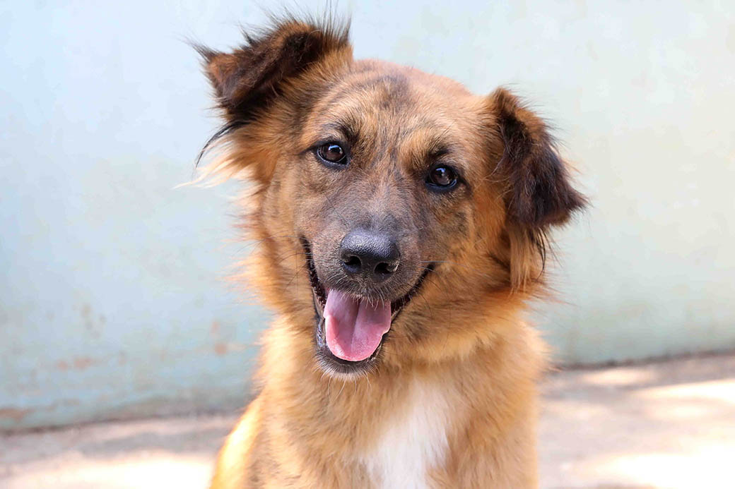 ג'סיקה – כלבה לאימוץ - אגודת צער בעלי חיים בישראל