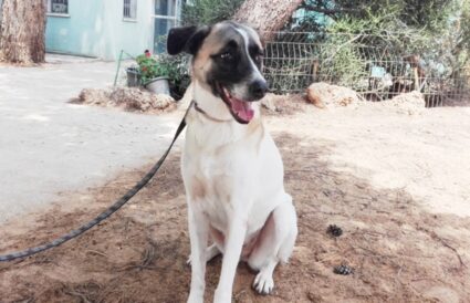 לוּסי – כלבה לאימוץ - אגודת צער בעלי חיים בישראל