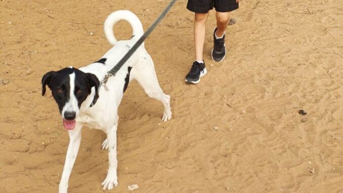 מונזה – כלב לאימוץ - אגודת צער בעלי חיים בישראל - צילום: אפרת מס