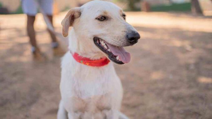 אסטרו - כלב לאימוץ - אגודת צער בעלי חיים בישראל - צילום: רעי סולש