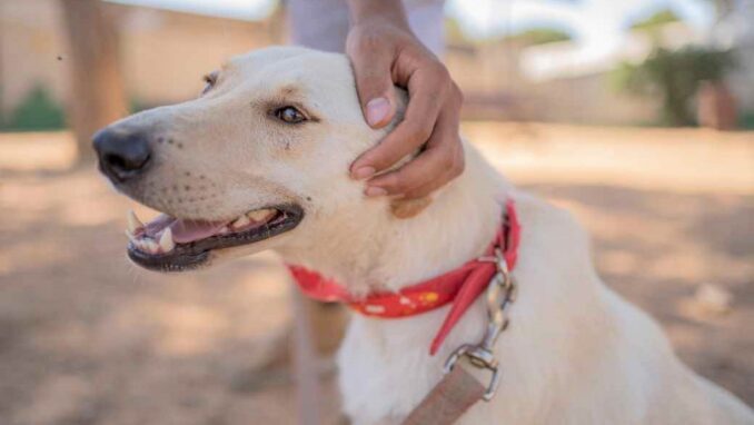 אסטרו - כלב לאימוץ - אגודת צער בעלי חיים בישראל - צילום: רעי סולש