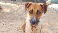 ג'אקס – כלב לאימוץ - אגודת צער בעלי חיים בישראל - צילום: אפרת מס
