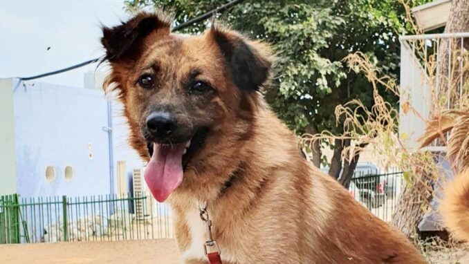 ג'סיקה – כלבה לאימוץ - אגודת צער בעלי חיים בישראל - צילום: אפרת מס