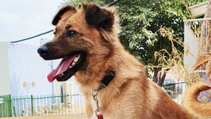 ג'סיקה – כלבה לאימוץ - אגודת צער בעלי חיים בישראל - צילום: אפרת מס