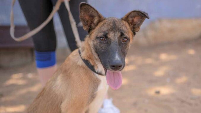 ז'אס - כלבה לאימוץ - אגודת צער בעלי חיים בישראל - צילום: רעי סולש
