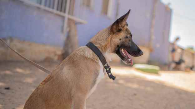 ז'אס - כלבה לאימוץ - אגודת צער בעלי חיים בישראל - צילום: רעי סולש