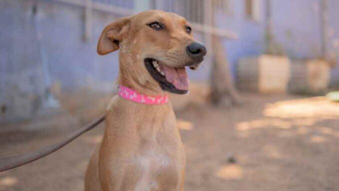 מיקה - כלבה לאימוץ - אגודת צער בעלי חיים בישראל - צילום: רעי סולש