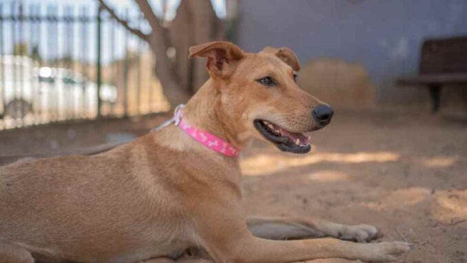 מיקה - כלבה לאימוץ - אגודת צער בעלי חיים בישראל - צילום: רעי סולש