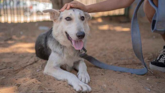 מרגו - כלבה לאימוץ - אגודת צער בעלי חיים בישראל - צילום: רעי סולש