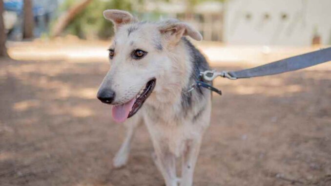 מרגו - כלבה לאימוץ - אגודת צער בעלי חיים בישראל - צילום: רעי סולש