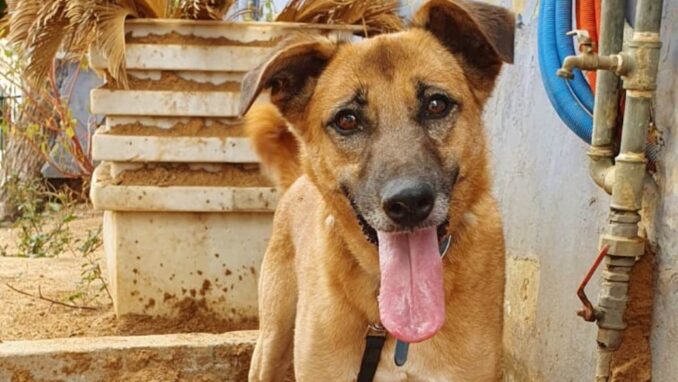 נזימי – כלבה לאימוץ - אגודת צער בעלי חיים בישראל - צילום: אפרת מס