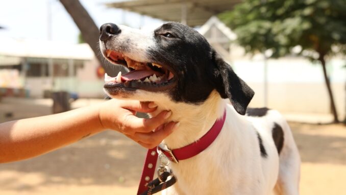 סקאי – כלב לאימוץ - אגודת צער בעלי חיים בישראל