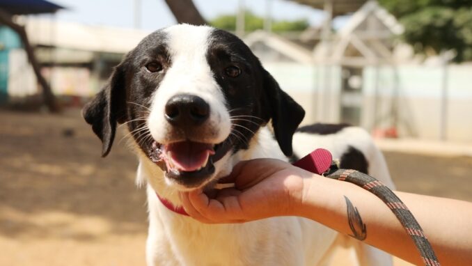 סקאי – כלב לאימוץ - אגודת צער בעלי חיים בישראל