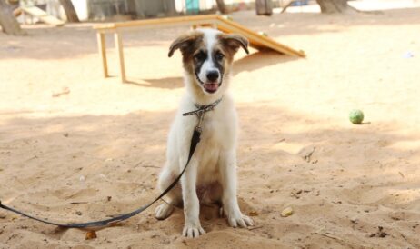 אנטוניוס – כלב לאימוץ - אגודת צער בעלי חיים בישראל