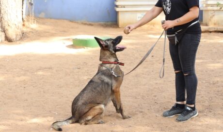 קיארה - כלבה לאימוץ - אגודת צער בעלי חיים בישראל