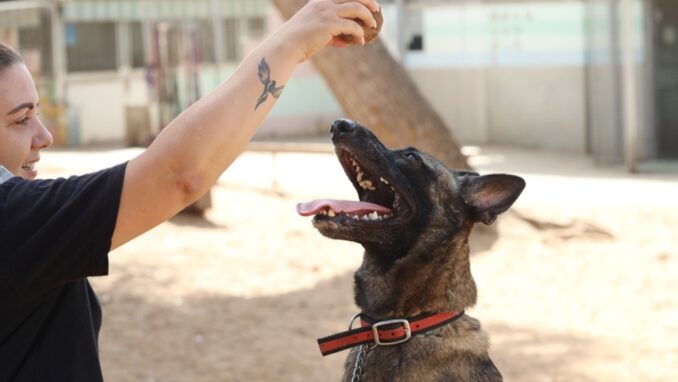 קיארה - כלבה לאימוץ - אגודת צער בעלי חיים בישראל
