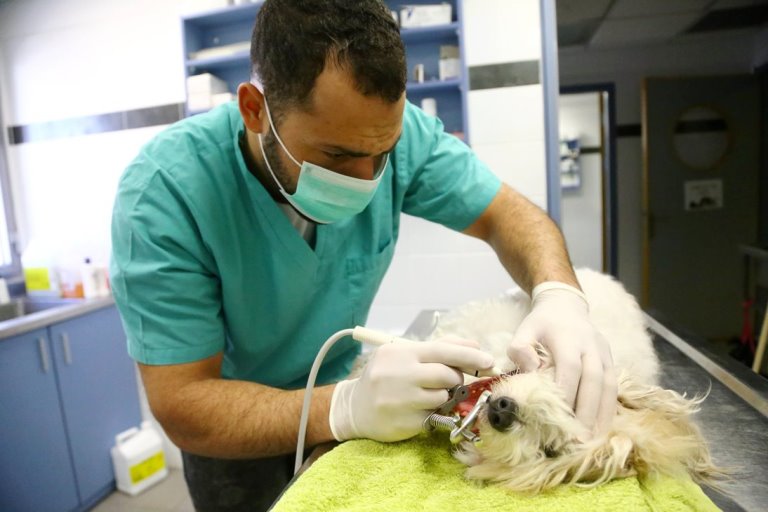 ניקוי שיניים לכלבים ולחתולים - צרפאה וטרינרית בתל אביב - אגודת צער בעלי חיים בישראל