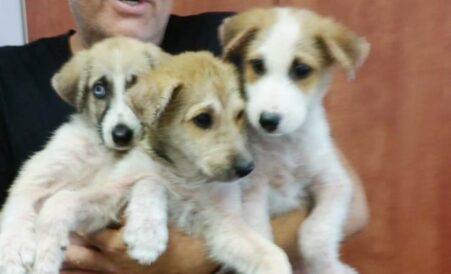 כלבה ושלושה גורים מוזנחים נקלטו באגודה - אגודת צער בעלי חיים בישראל